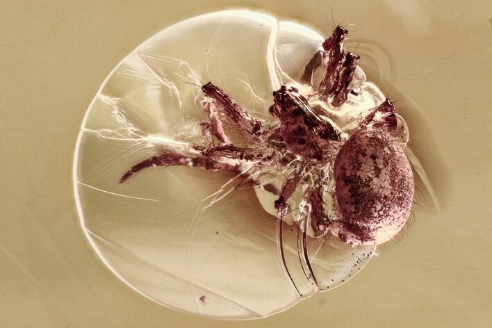 Detailed Fossil Spider (Araneae) In Baltic Amber #315374